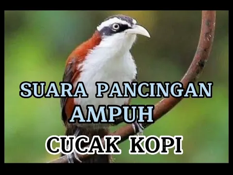 Download MP3 SUARA BURUNG CUCAK KOPI DI ALAM LIAR