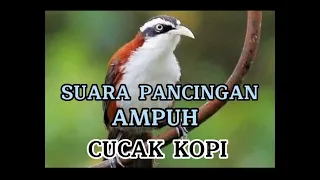 Download SUARA BURUNG CUCAK KOPI DI ALAM LIAR MP3