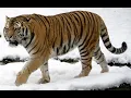 Download Lagu Amur Tiger Sound Effects 🐯 🔊