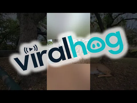 Woman Saves Young Buck From Old Hammock || ViralHog