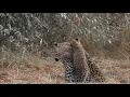 Download Lagu Spot of the Week - Pick of the Litter @KichecheCamps