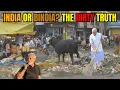 Download Lagu India or Bindia? The Dirty Truth