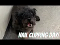 Doggie Nail Trim Day At Petco In Palm Coast