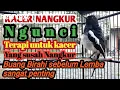 Kacer nangkur ngunci.Terapi untuk kacer yang susah nangkur. karena buang birahi sebelum lomba.