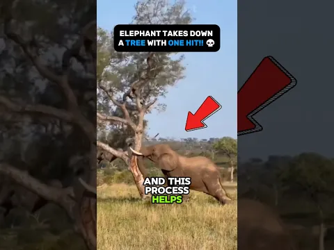 🐘 Why Elephants Destroy Trees