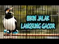 Download Lagu JALAK SUREN PANCINGAN JALAK PASTI LANGSUNG GACOR BONGKAR ISIAN #jalaksuren