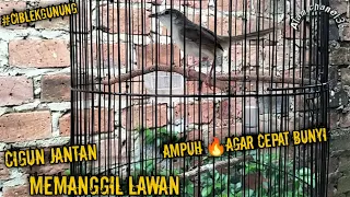 suara cigun jantan memanggil lawan ampuh agar cigun cepat bunyi cigun
