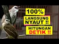 Download Lagu Suara Pancingan Burung Trucuk 100% Nyaut Dalam Hitungan Detik ! Untuk Burungmu yang Malas Bunyi.