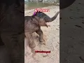 Download Lagu baby elephant very happy #คนรักช้าง #cuteanimal #ช้างน่ารัก #animals #cute #funny