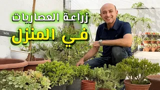 زراعة و أكثار النباتات العصارية في المنزل