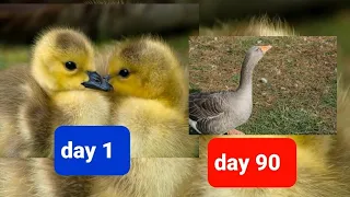 مراحل نمو افراخ الاوز البط    من البيض الی عمر ثلاثة اشهر دندنها