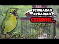 Download Lagu MASTERAN PLECI TEMBAKAN CERR KENARI TERBARU
