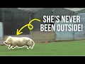 FREEDOM Rescue Pig and Her 6 Piglets Explore Their Forever Home