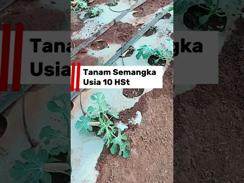 Semangka Usia 10 HST di musim Kemarau #Semangka