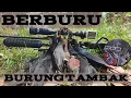 Lagu BERBURU BURUNG DI TAMBAK