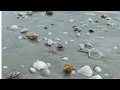 A DAY ON SANIBEL CAPTIVA ISLANDS Shelling the Mucky Duck