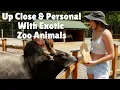 Virtual Petting Zoo Tour Exploring the Outdoor Zoo of Wild Exotic Animals