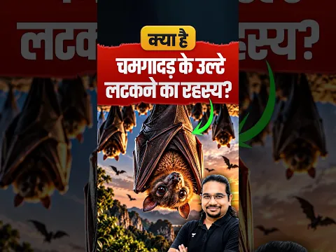 Why Bat Hanging upside down, Madhukar Kotawe #bat #chamgadar #madhukarkotawe