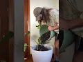Lagu Let me show you how to repot a Monstera (Thai Constellation) step by step