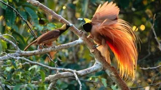 suara burung cendrawasih cantik papua burungcendrawasih burung