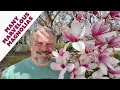 20 Stunning Magnolias - Flower Fragrance and Form