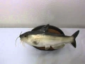 Singing Talking Catfish Bad to the Bone 2