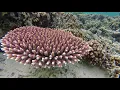 Snorkeling in Komodo Pink Beach and Kanawa