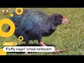 Lagu Wonder in Nieuw-Zeeland: weer takahe-kuiken geboren
