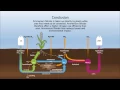 Nitrogen cycle in the soil