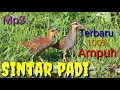 Download Lagu 100% Ampuh suara pikat burung Sintar / Beker TERBARU