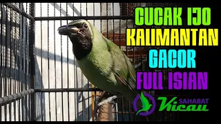 suara cucak ijo kalimantan gacor 2022