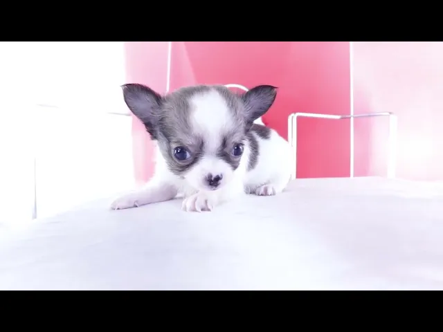 動画