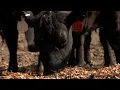 Why High Cattle Prices Still Aren t Driving Herd Expansion