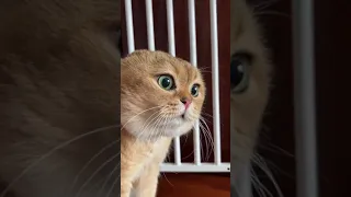 قط يتكلم بطلاقة 