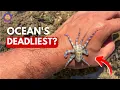How Deadly Is the Blue-Ringed Octopus Really