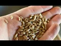 Threshing and winnowing wheat by hand on our small farm garden