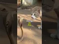Download Lagu Siapa yang menang kucing vs ular