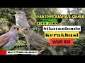 Download Lagu Masteran Mewah Kombinasi Sikatan Londo, Wambi Mini, Kerak Basi