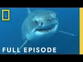 Download Lagu Shark Queens: Rulers of the Ocean SPECIAL (Full Episode) | Shark Queens