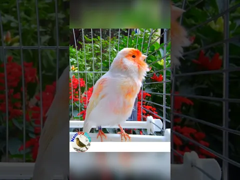 Mosaic Canary singing For Training #shorts #animals #birds