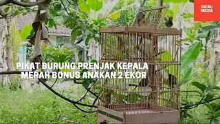 Download Pikat Burung prenjak kepala merah Bonus Anakan 2 Ekor MP3