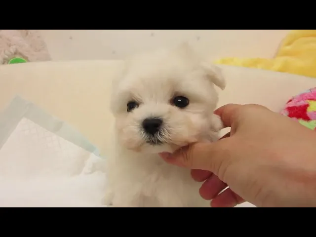 動画