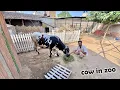 Download Lagu New Cow Zoo Main A Gyi 🥰
