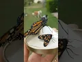 Download Lagu Monarch Butterfly and Wasp Moth ❤