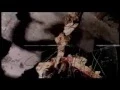 Sarkom - Inferior Bleeding (Official Video)