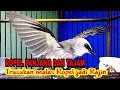 Download Lagu trucukan gacor ngropel TAJAM ini AMPUH MENJADIKAN agar burung trucuk gacor NYAUT IKUT Ngropel