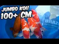 Download Lagu Jumbo Koi Harvest Torazo | Nisai Yagenji Japan #1