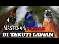 Download Lagu AUDIO JERNIH TEMBAKAN RAPAT MASTERAN BURUNG MEWAH || auto menang