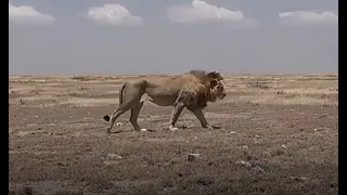 lion walking side view - Animation Reference s