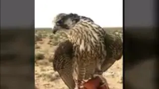 شيله يا احمد توصيني على الشاهين دندنها
